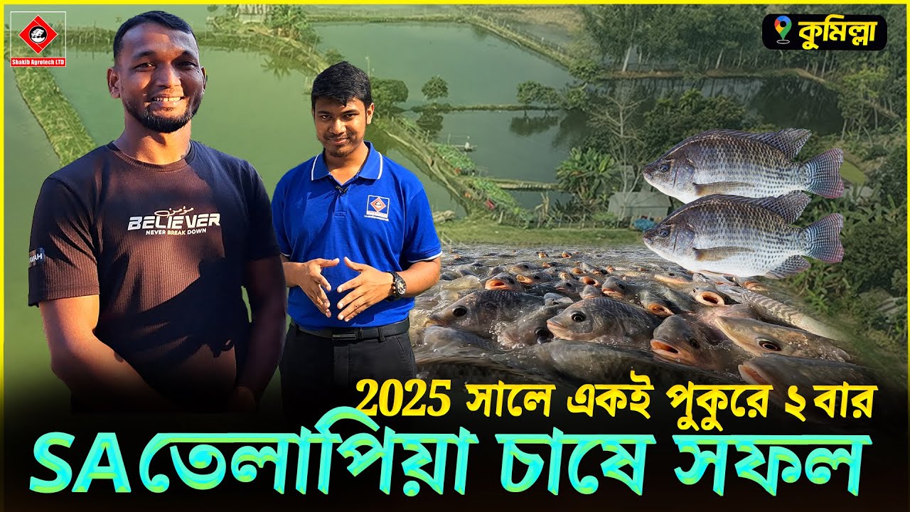 কুমিল্লায় SA তেলাপিয়া চাষে সফলতা || Shakib Agro || ২টি পুকুরে মনোসেক্স তেলাপিয়া চাষে ডাক্তারের সফলতা