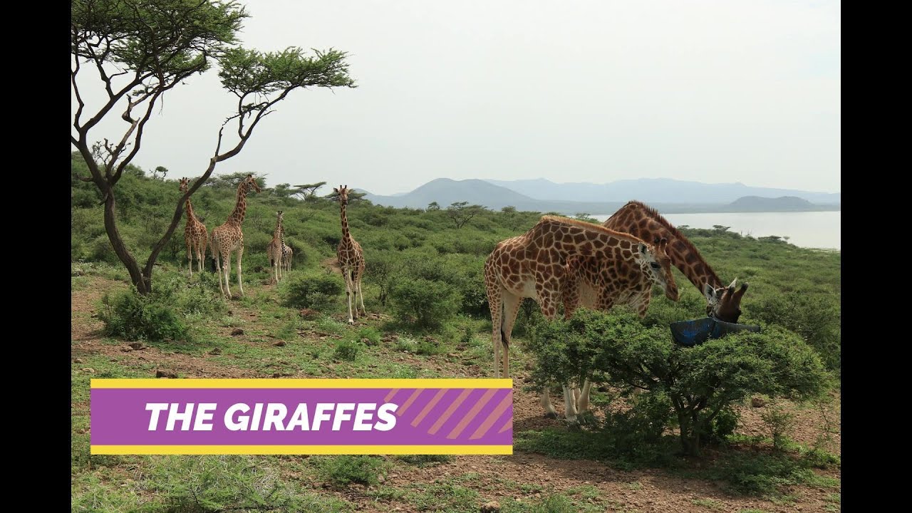 Ruko Community Conservancy Giraffe Sanctuary