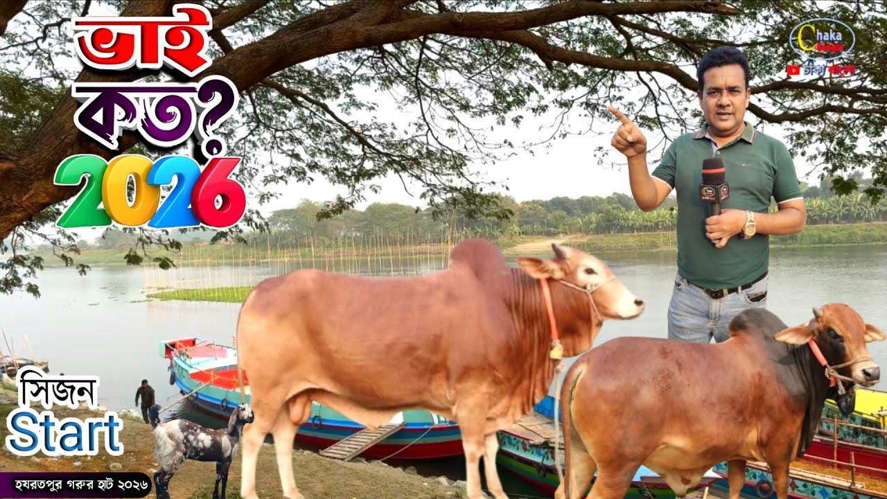 ভাই কত? 2026 কোরবানির গরু কত টাকায় কিনেছে হযরতপুরহাটে!! qurbani cow price in Bangladesh