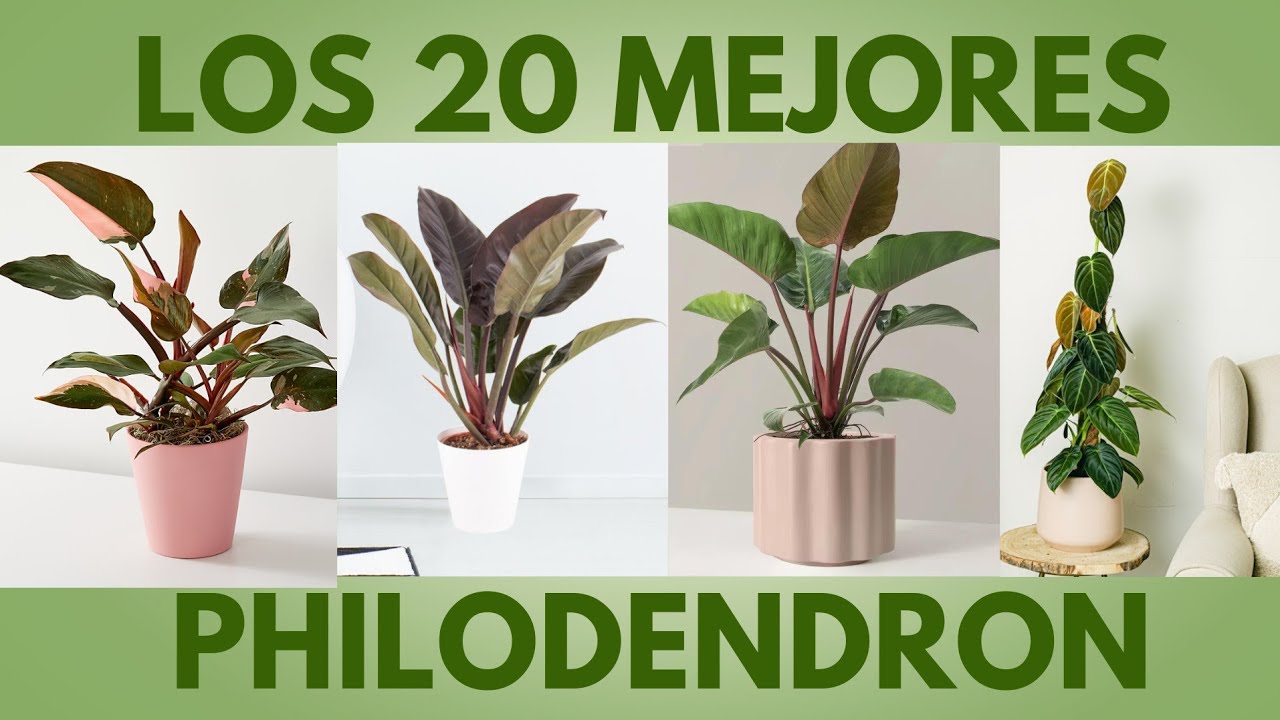 Descubre los 20 filodendron Más Espectaculares para tu Hogar| filodentro | philodendron