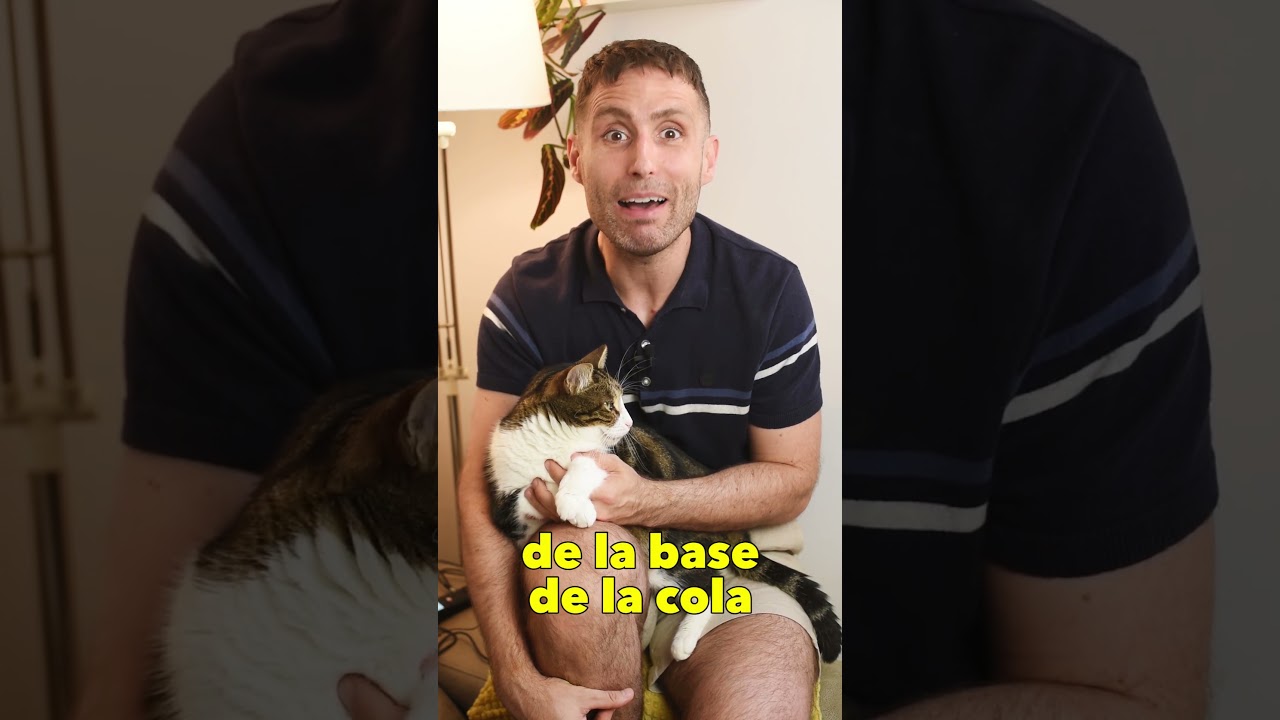 No te sientas mal si T&Uacute; GATO te pone SU TRASERO 🍑 EN TU CARA, al contrario 🙃