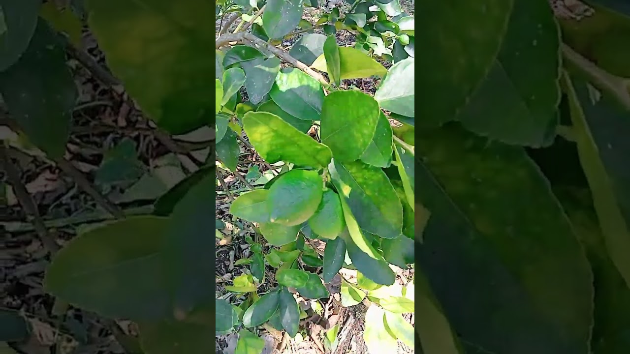Porque debes recojer tus limones maduros ya caidos