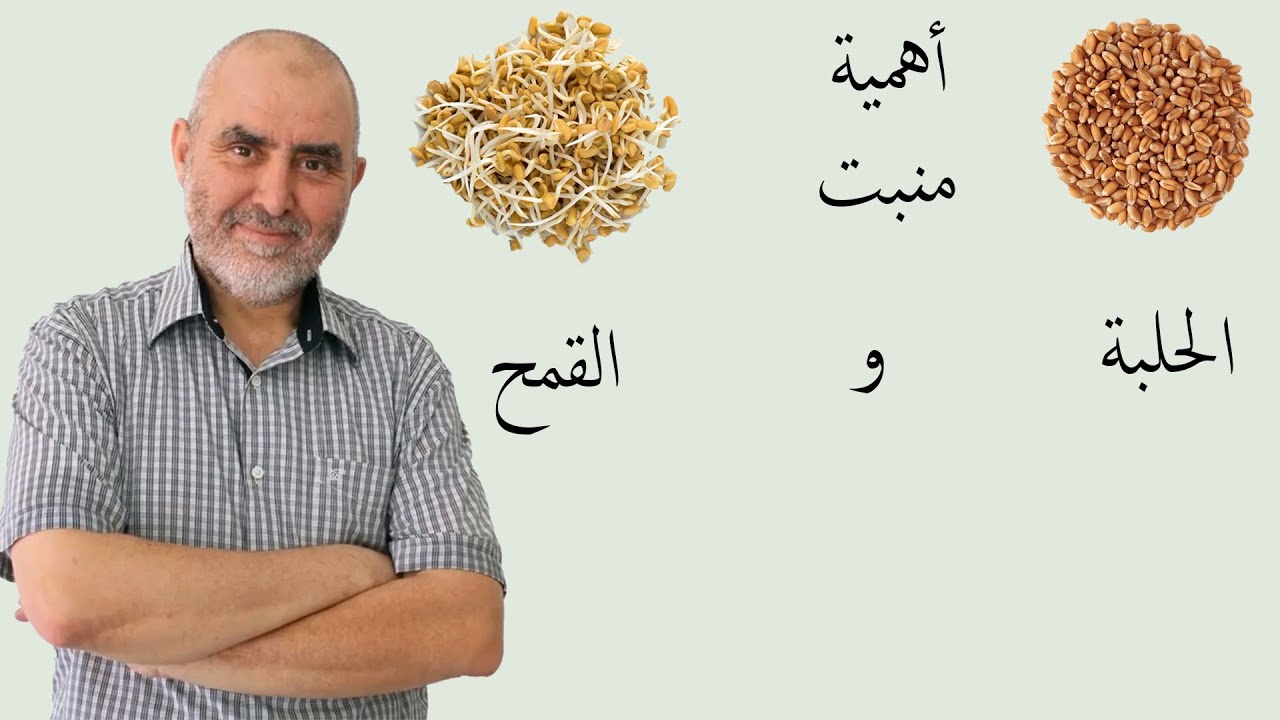أهمية منبت الحلبة و القمح و كيفية التحضير..
