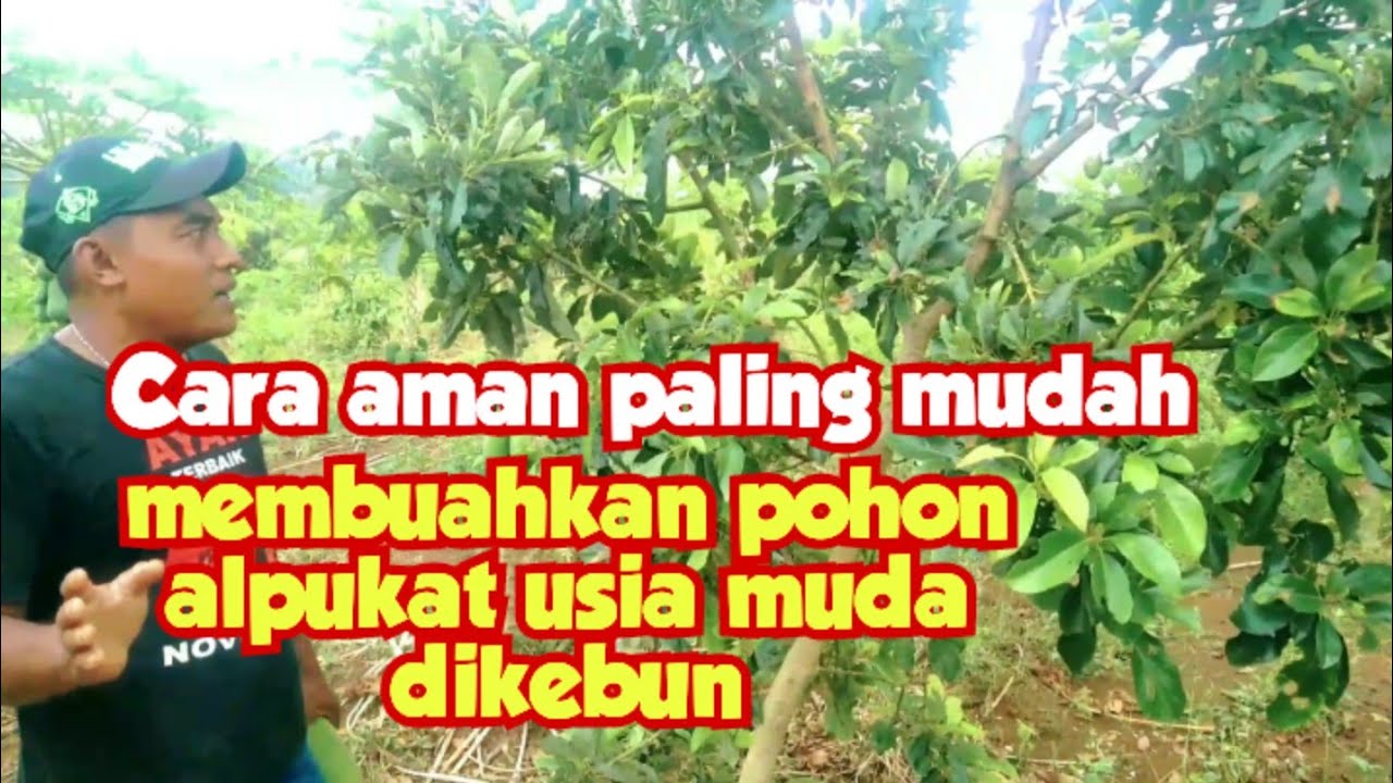 Cara mudah membuahkan alpukat dikebun diusia muda