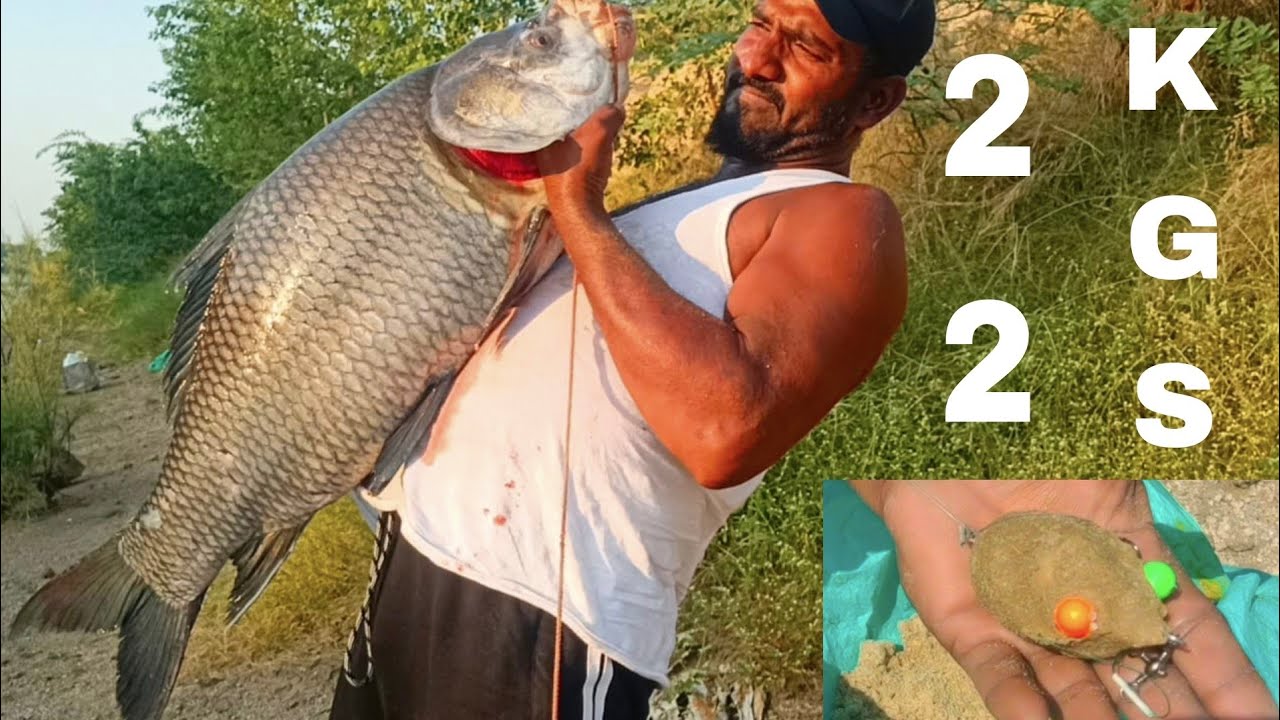 22 K/G बड़ा कतला मछली  | Amazing River Fishing | Big Boccha Fish Catching