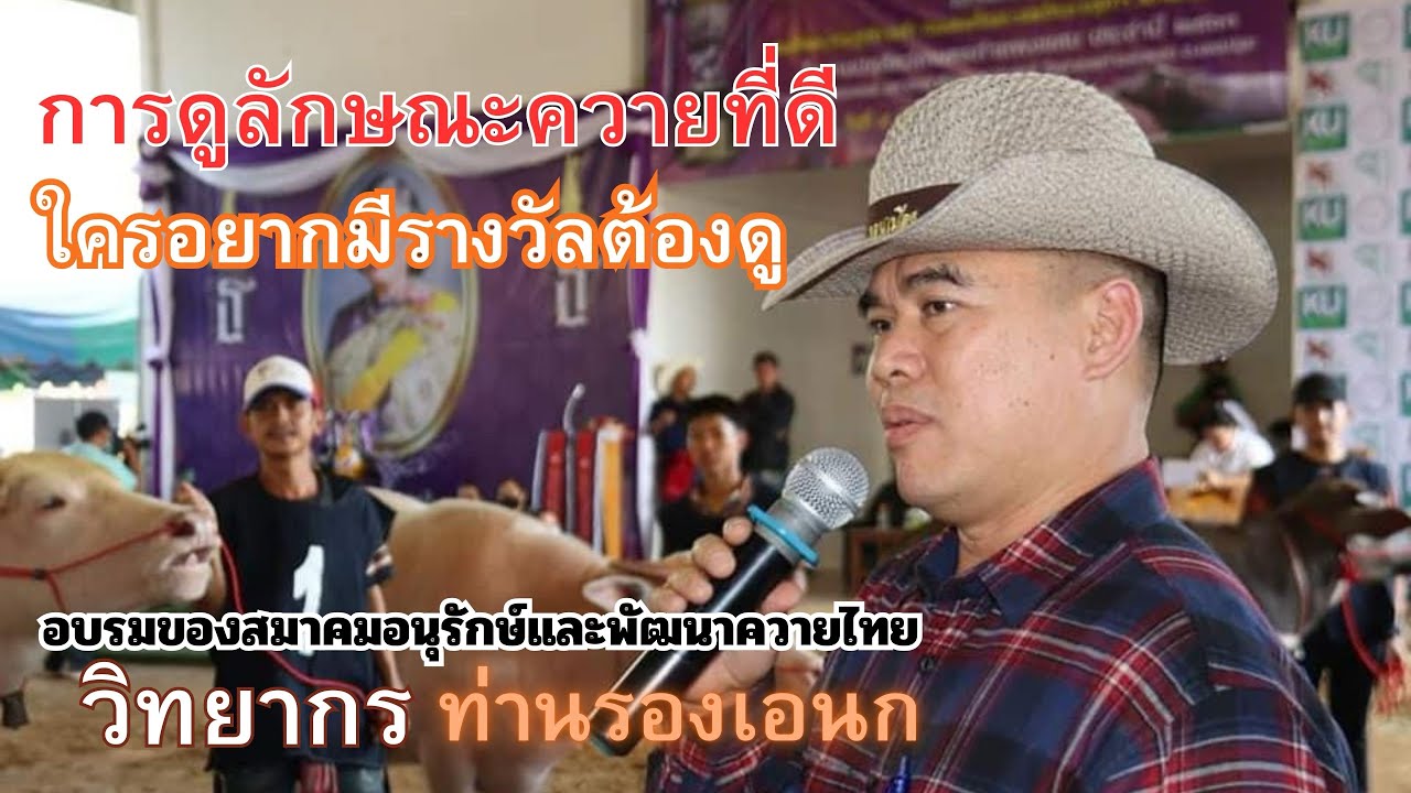 การดูว่าควายตัวไหนมีลักษณะดี มีโอกาสได้รางวัล จากท่านรองฯเอนก  #ควายงาม #ควายไทย #เลี้ยงควาย