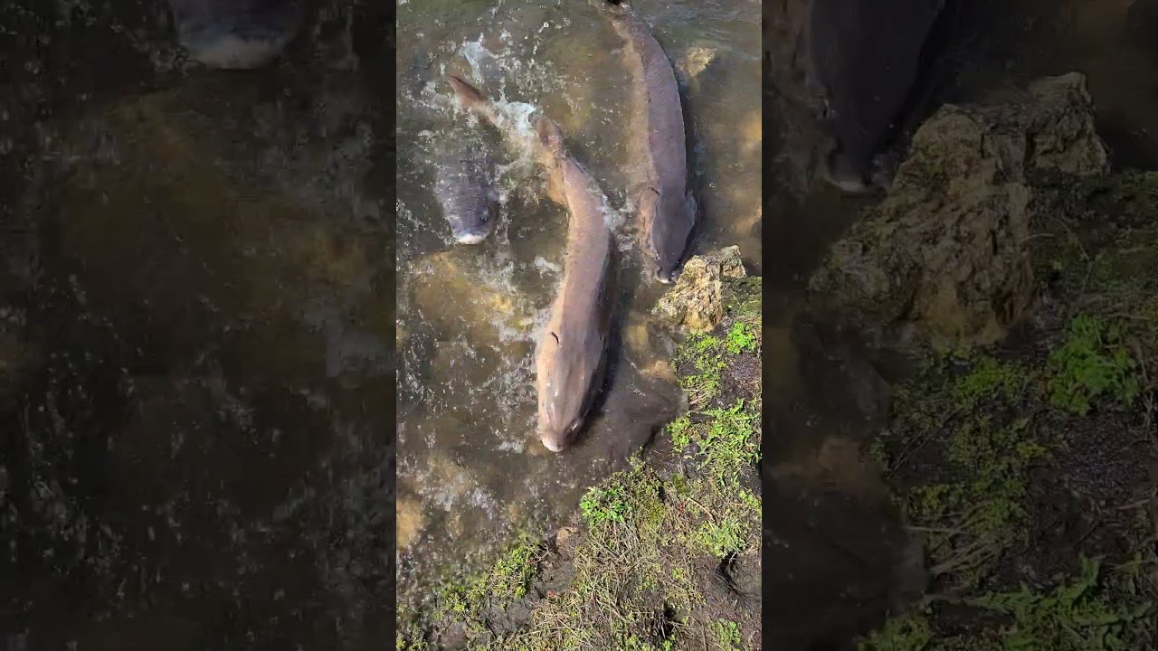 Sturgeon spawning Princeton wi