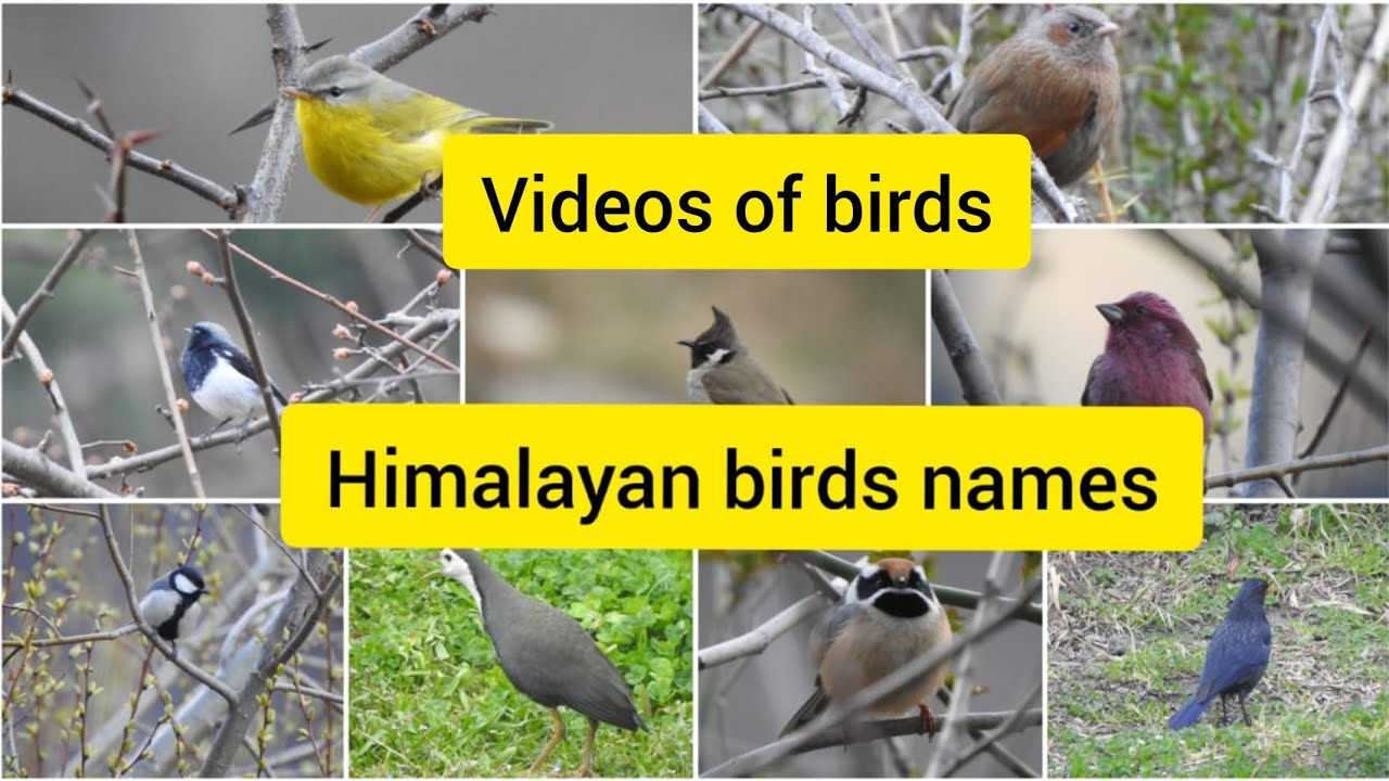 Birds Video - Birds of Himalaya - Himalayan birds with Names - birds in forest - bird watching