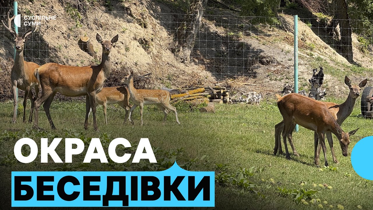 «Міні зоопарк - окраса Беседівки»: як у селі вирощують оленів та ланей
