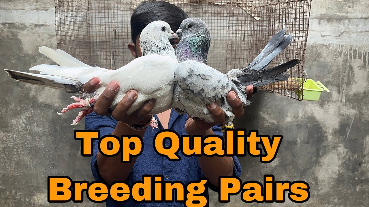 Kalseri jaldarr ,Kaldum ,kasni All Pairs For sale || Akash pigeon loft || kalyan