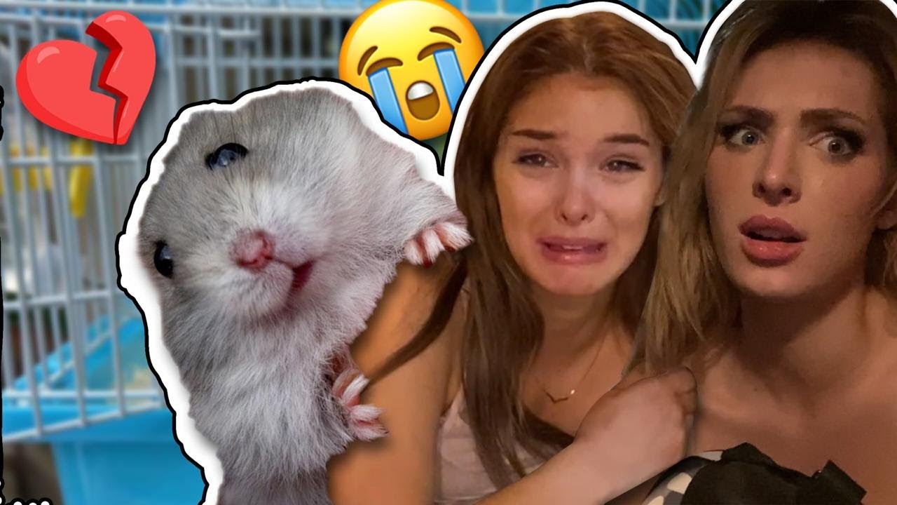 I LOST MY PET IN 5 MINUTES 🐹😢I  CRIED **EMOTIONAL REACTION** | Brighton Sharbino