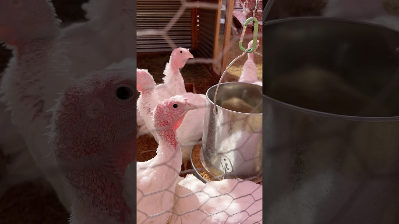 Raising Broad-breasted White Meat Turkeys #turkeys #turkey #meatbirds #homesteading #smallfarming