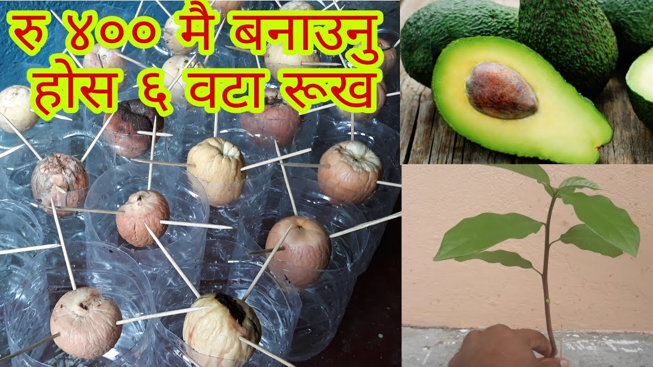 एवाकाडो को बिरुवा घरमै उत्पादन गर्न सजिलो उपाय||Easy way to grow avocado at home