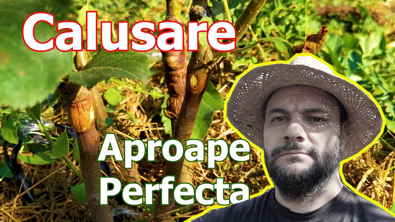 Altoirea Pomilor - Ingrijirea dupa altoire