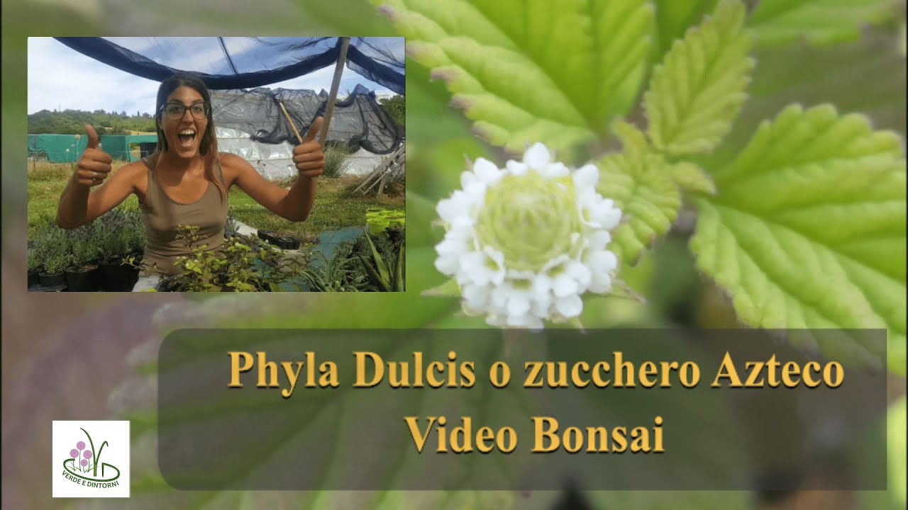 Lippia dulcis (phyla dulcis o zucchero azteco) vendita on-line