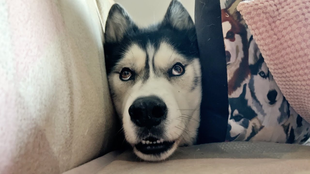 Husky Secretly LOVES Pillows He Just Has Strange Way Of Showing it!