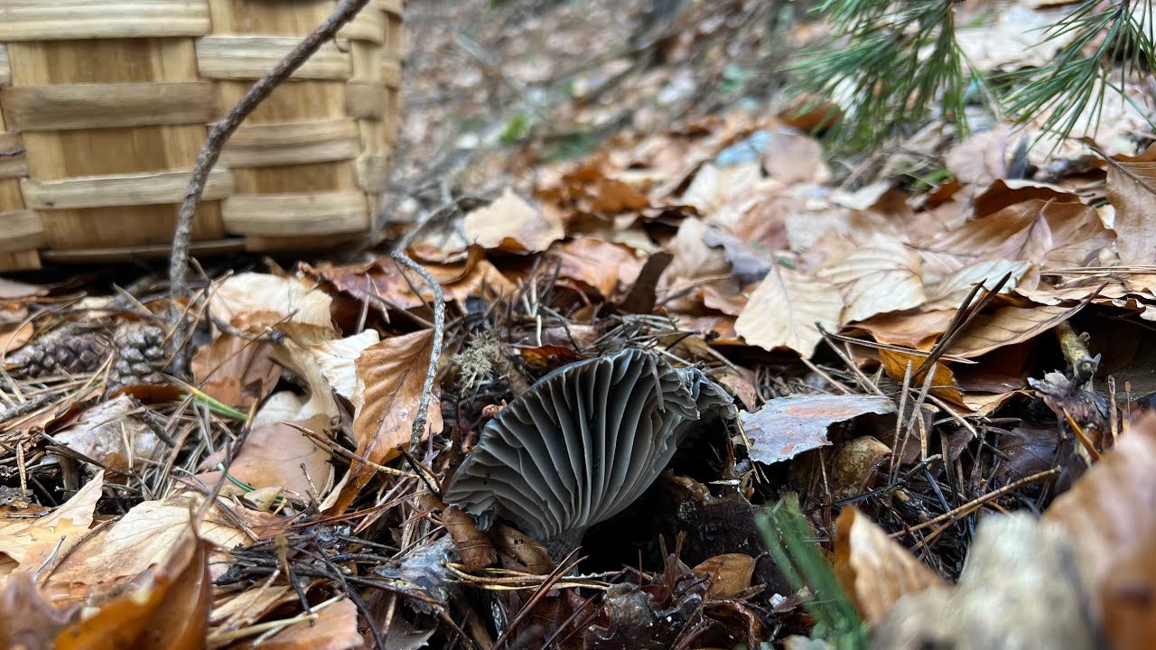 HYGROPHORUS  MARZUOLUS!! 🐿️ MARZUELOS 2025 ( SORIA)