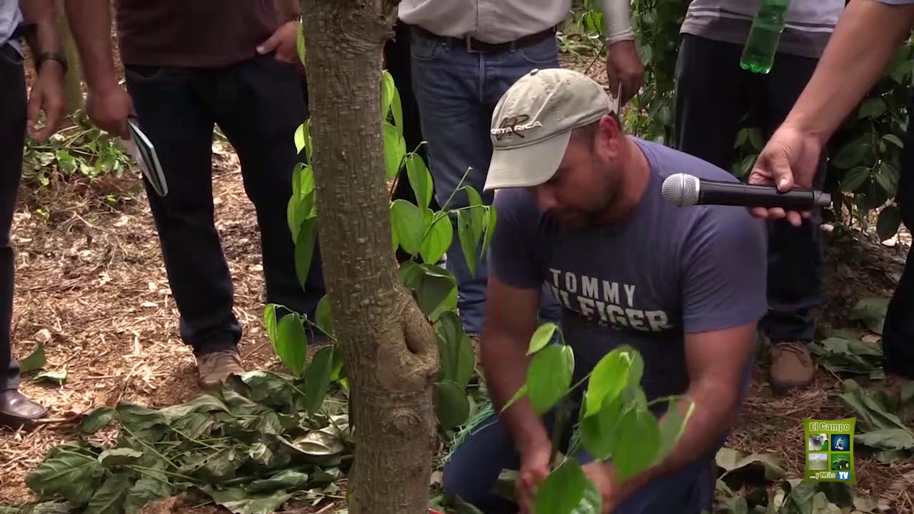 Capacitación sobre el  cultivo de pimienta, Programa El Campo y Más Tv