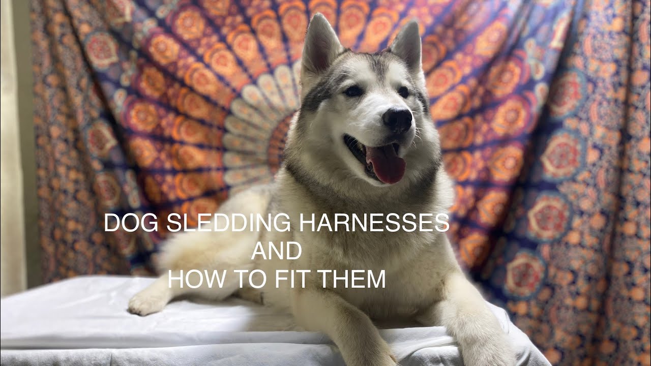 Dog Sledding 101: Harnesses and How To Fit Them