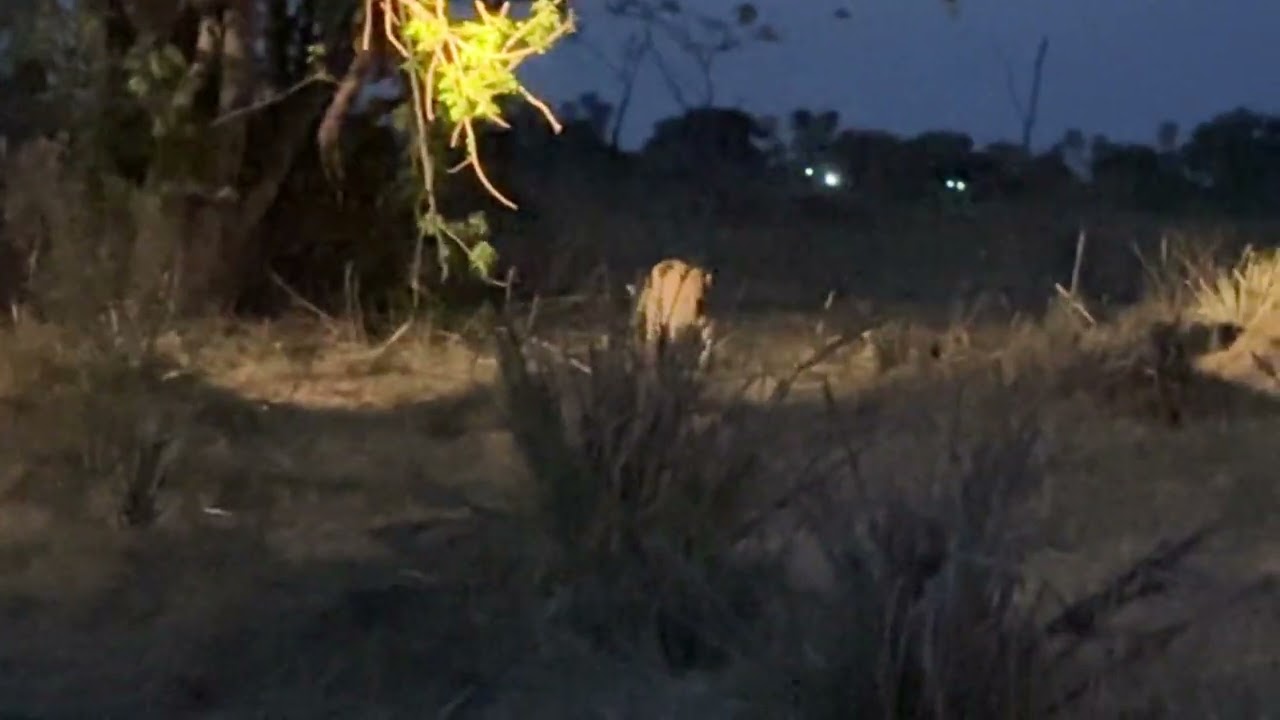 Safari at night