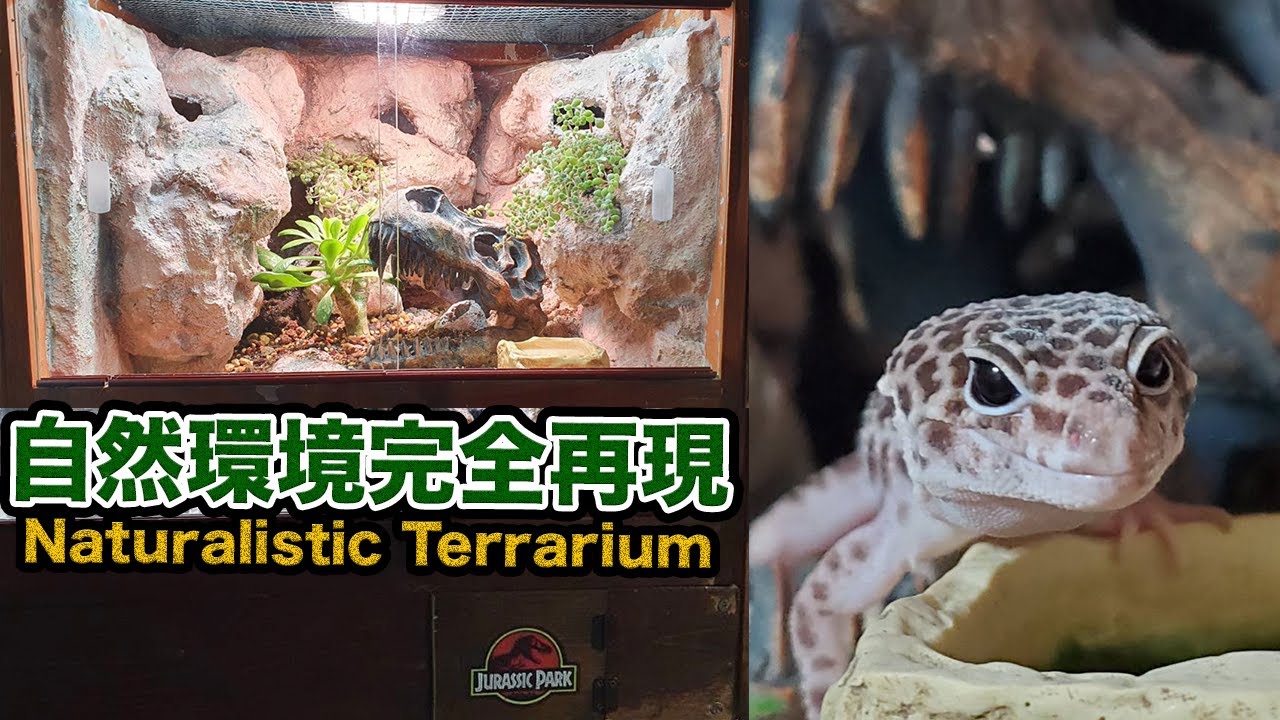 『DIY』ヒョウモントカゲモドキの生息地を完全再現したらスゴ過ぎた　How to make a naturalistic Leopard gecko enclosure