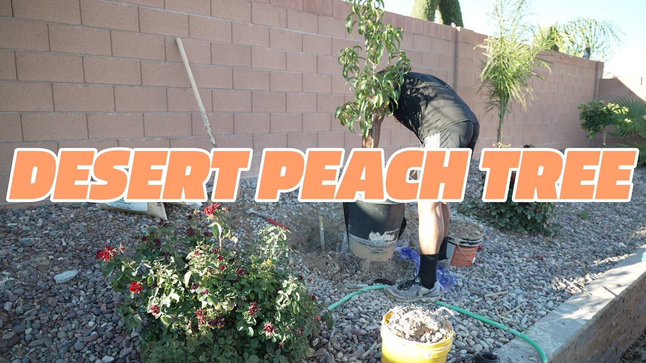 Planting Desert Peach Tree | BigMuscleGains