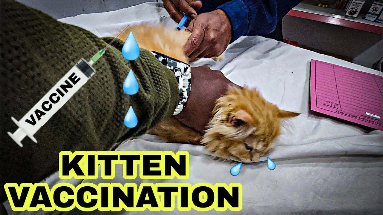 My Kitten vaccination vlog | Cat Vaccination Explained | Tamil