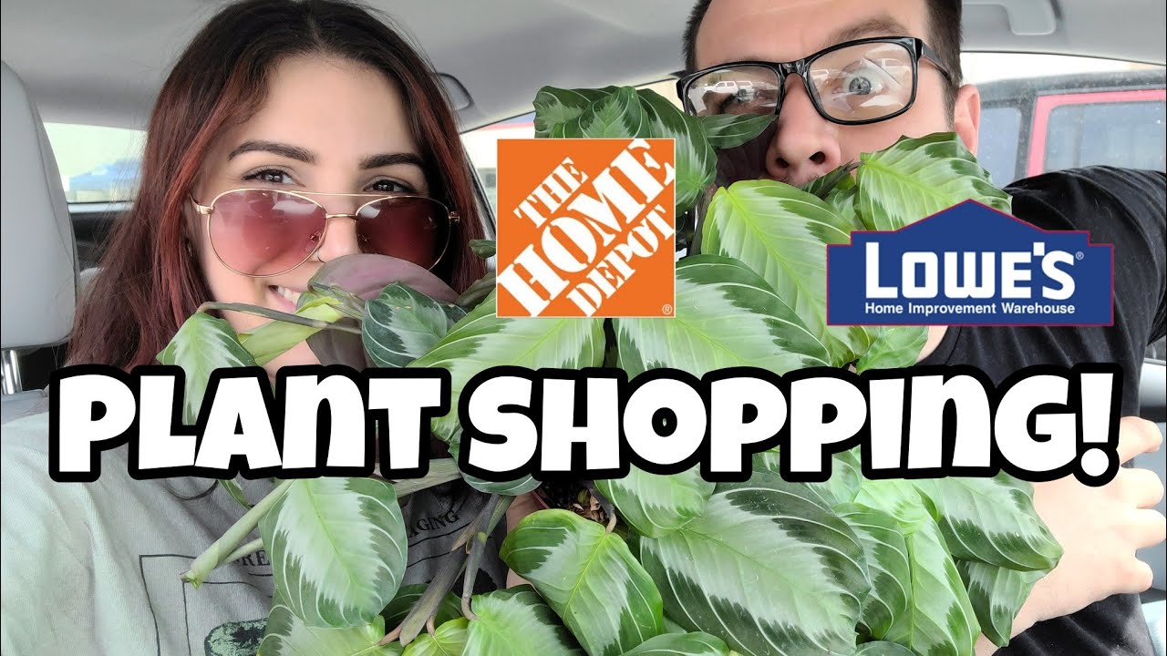 Big Box Plant Shopping With David in Littleton, NH!! 🌿✨️ we got such a GOOD DEAL on this houseplant!