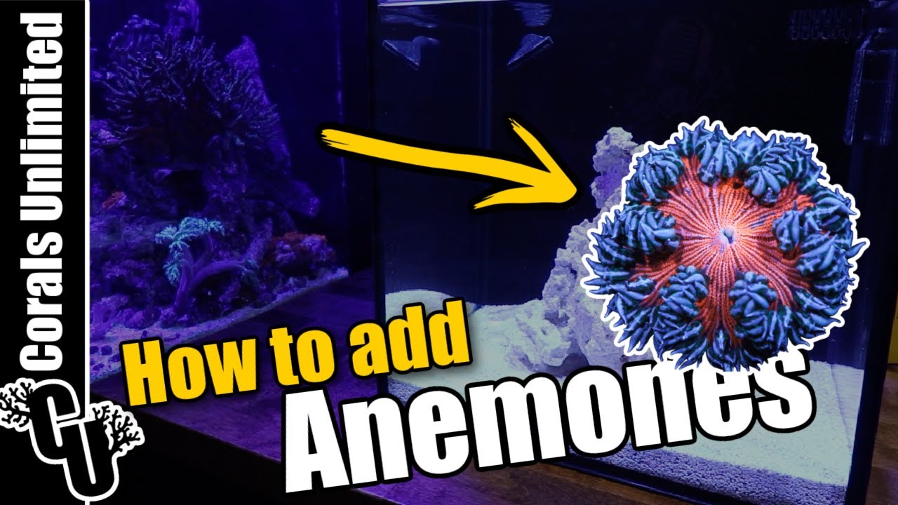 Adding Anemone to a Nano Reef Tank