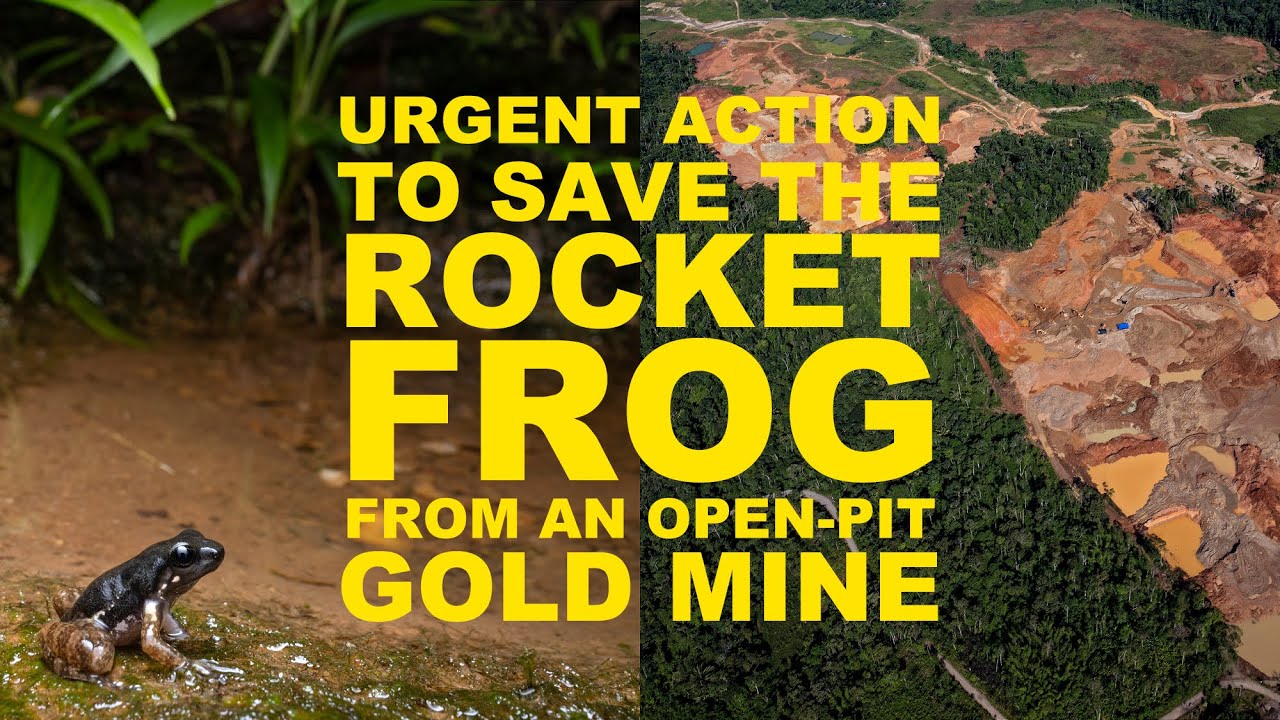 Rocket Frog vs. Gold