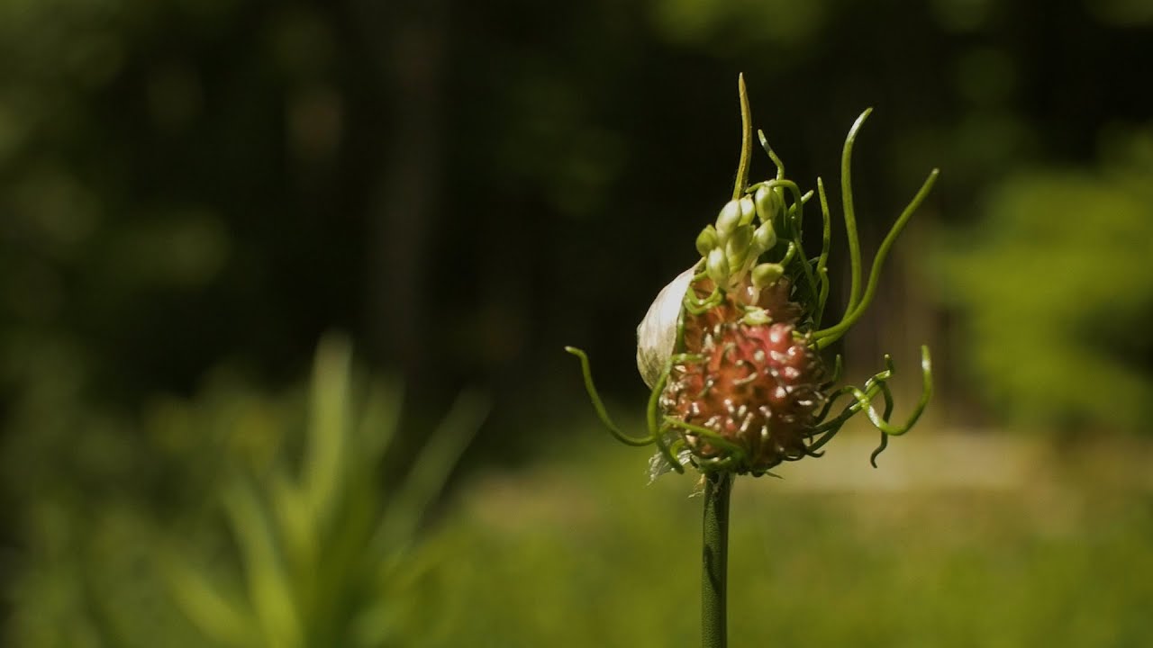 Wild Edible Solstice Hairdo: Field Garlic Potent Moment; Bulblets & Tails