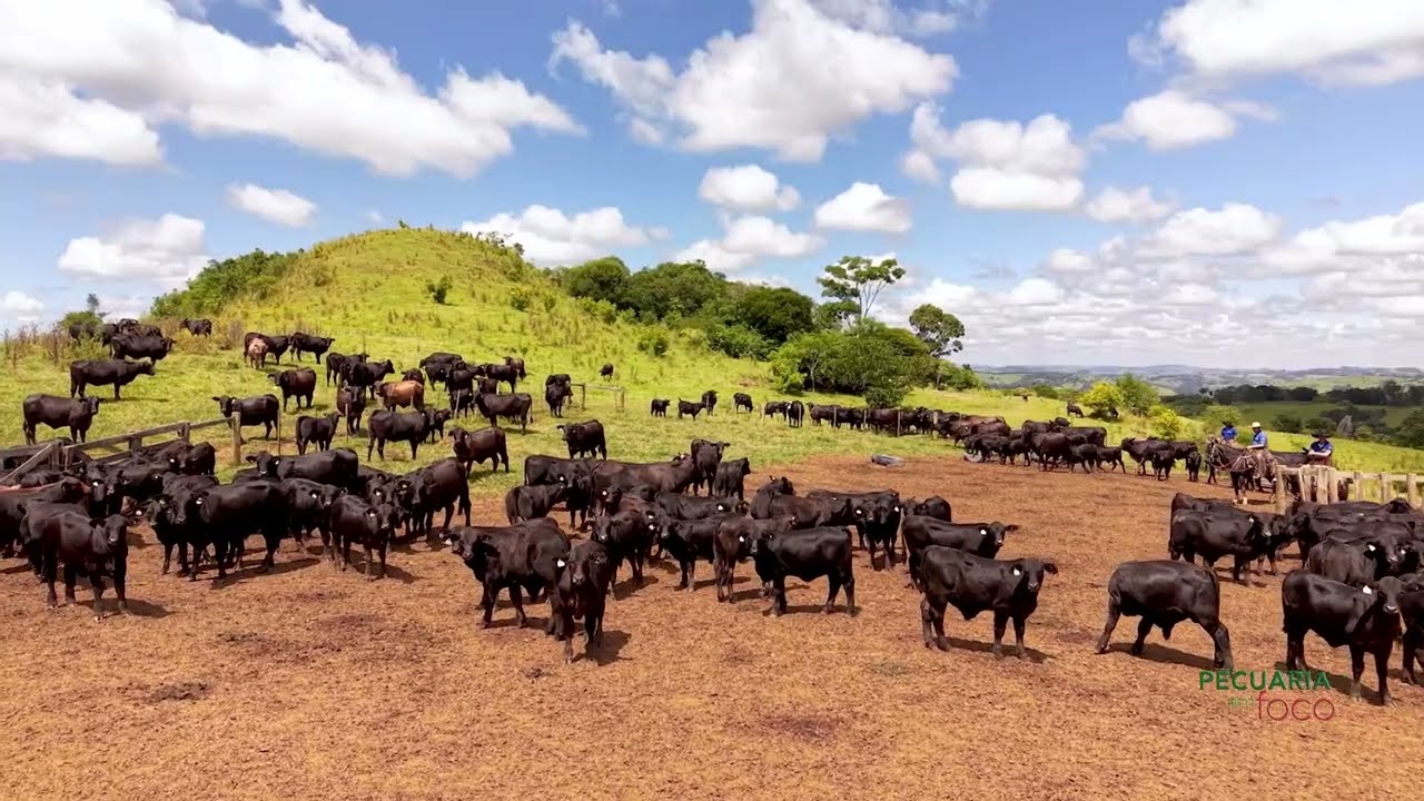 PECUÁRIA EM FOCO - BRANGUS GUAPIARA - CONGRESSO MUNDIAL DE BRANGUS