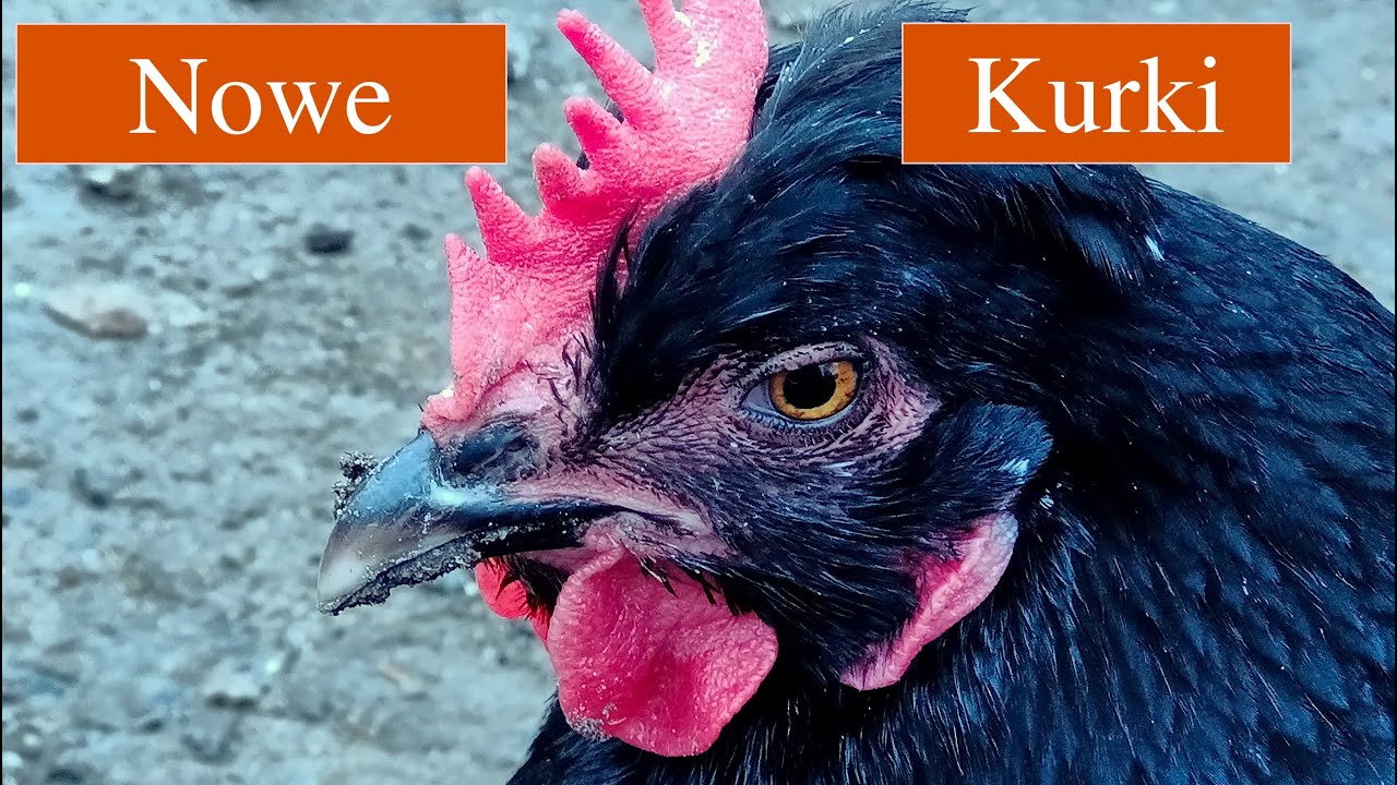 Kury Marans i Green Shell. Pogadanka o nowych nabytkach.