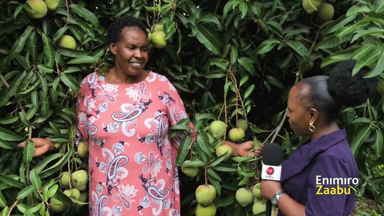 Eky'obugagga ekisinga mu byonna kwekuyiga okulima emiyembe. Bwenti bwenateekateeka obukadde bwange