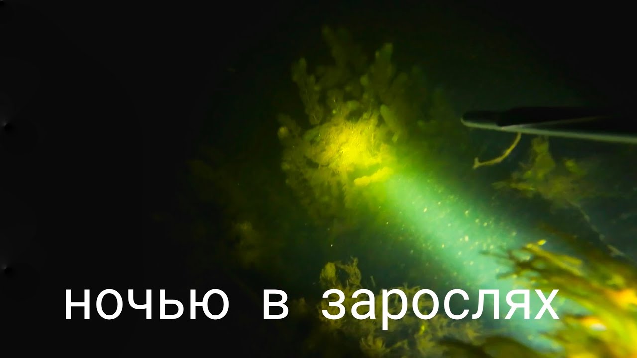 Подводная охота ночью в зарослях.