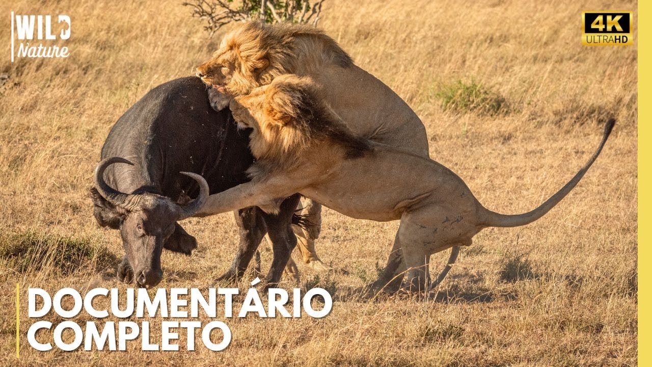 LEÕES E BÚFALOS: O Confronto Mais Brutal da Natureza | Documentário Animal