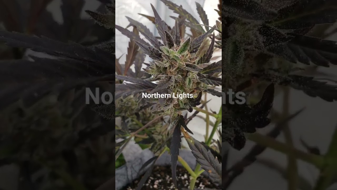 Northern Lights From Royal Queen Seeds #420growing