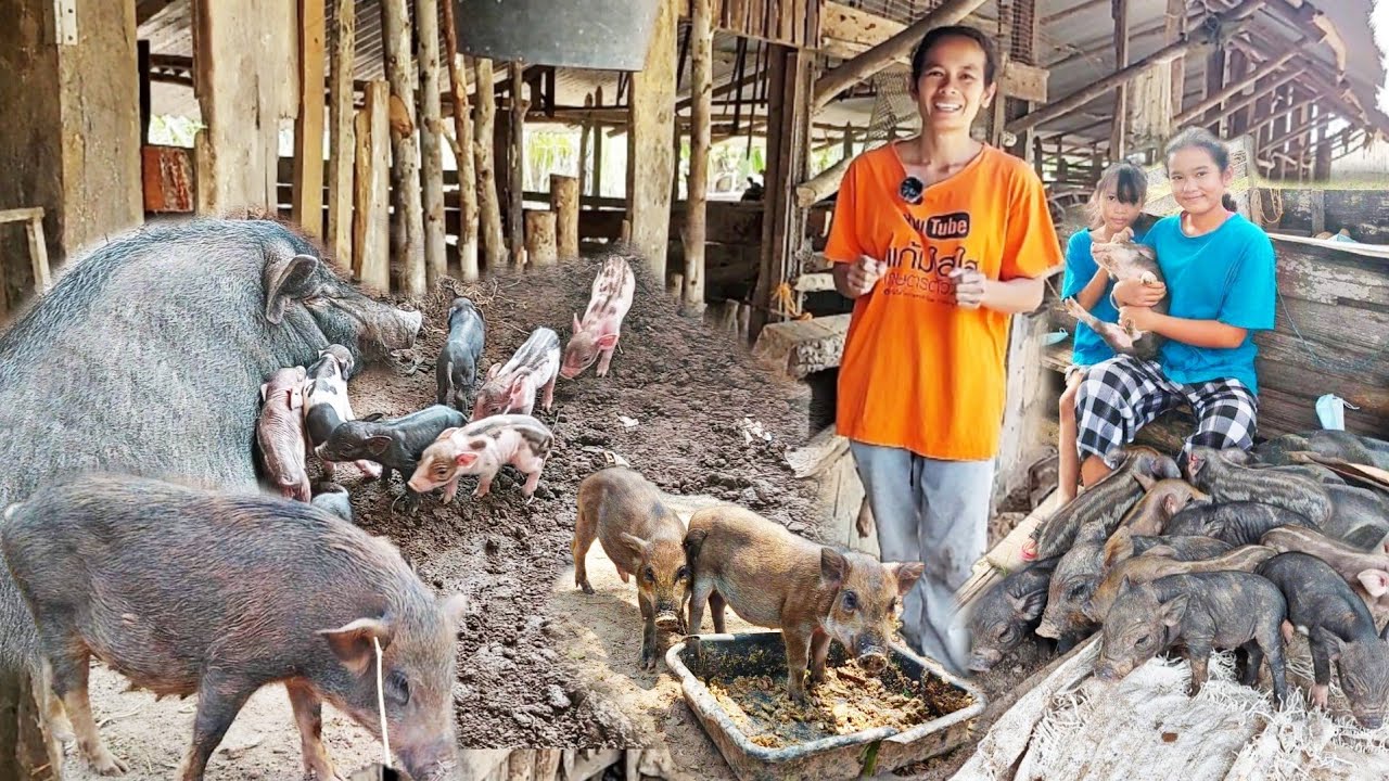 เลี้ยงหมูพื้นบ้านมา 3ปีจนได้ซื้อที่แปลงใหม่!! แม่พันธุ์หมู 70ตัว ลูกค้าเพียบ!! เลี้ยงเท่าไหร่ก็ไม่พอ