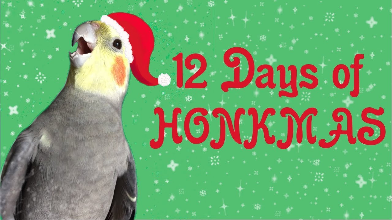 12 дней HONKMAS