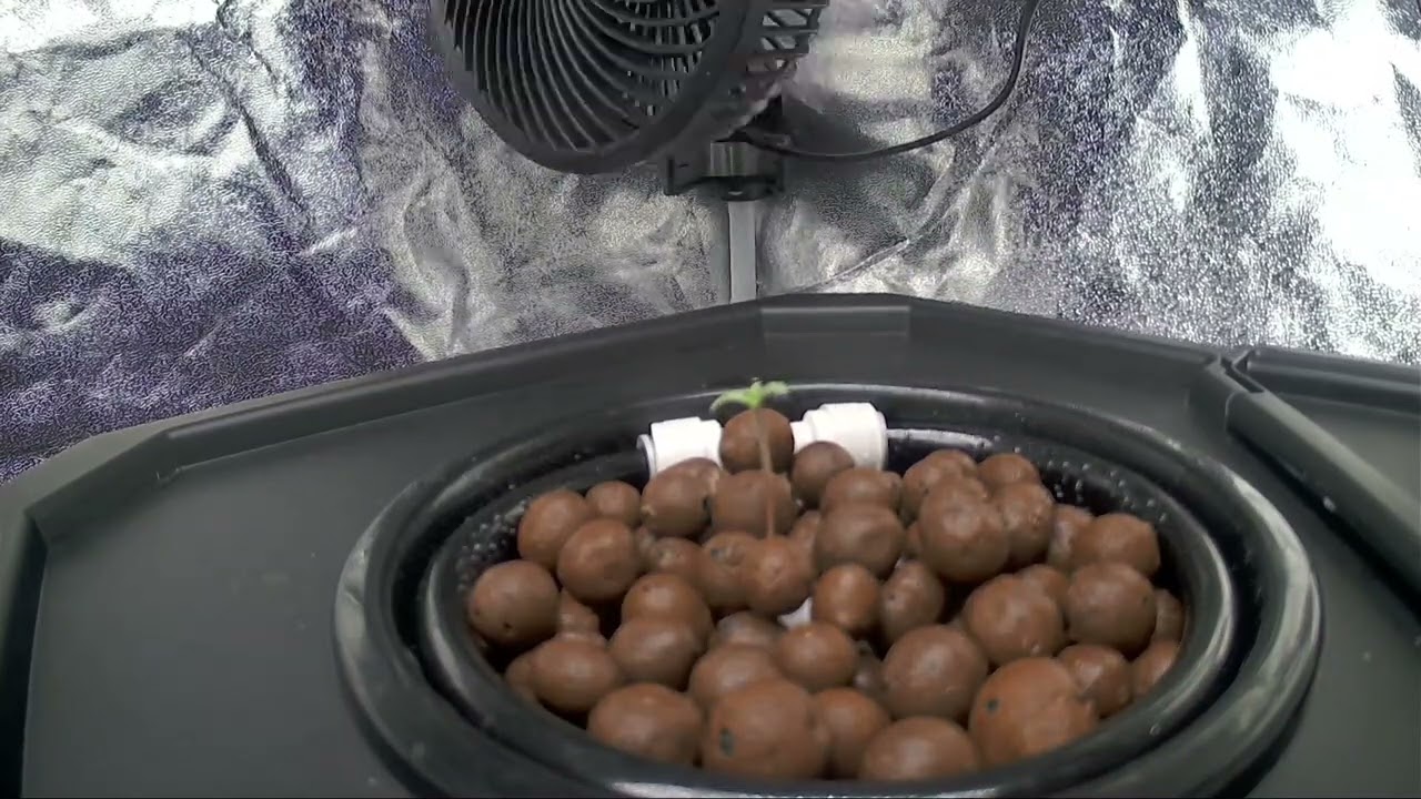 🥦 Tag 1-13  im DWC Timelapse  #growupdate #indoorplants 
