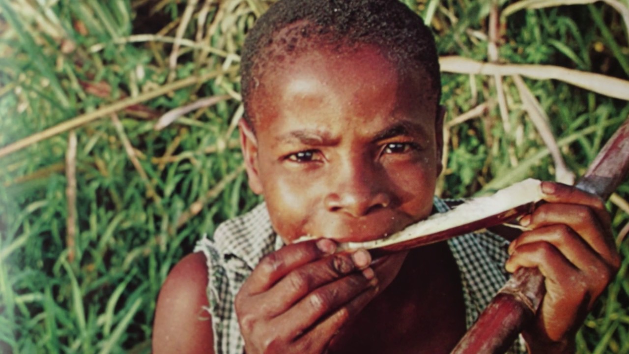 White Gold; The story of sugar, slavery and settlement in the Caribbean