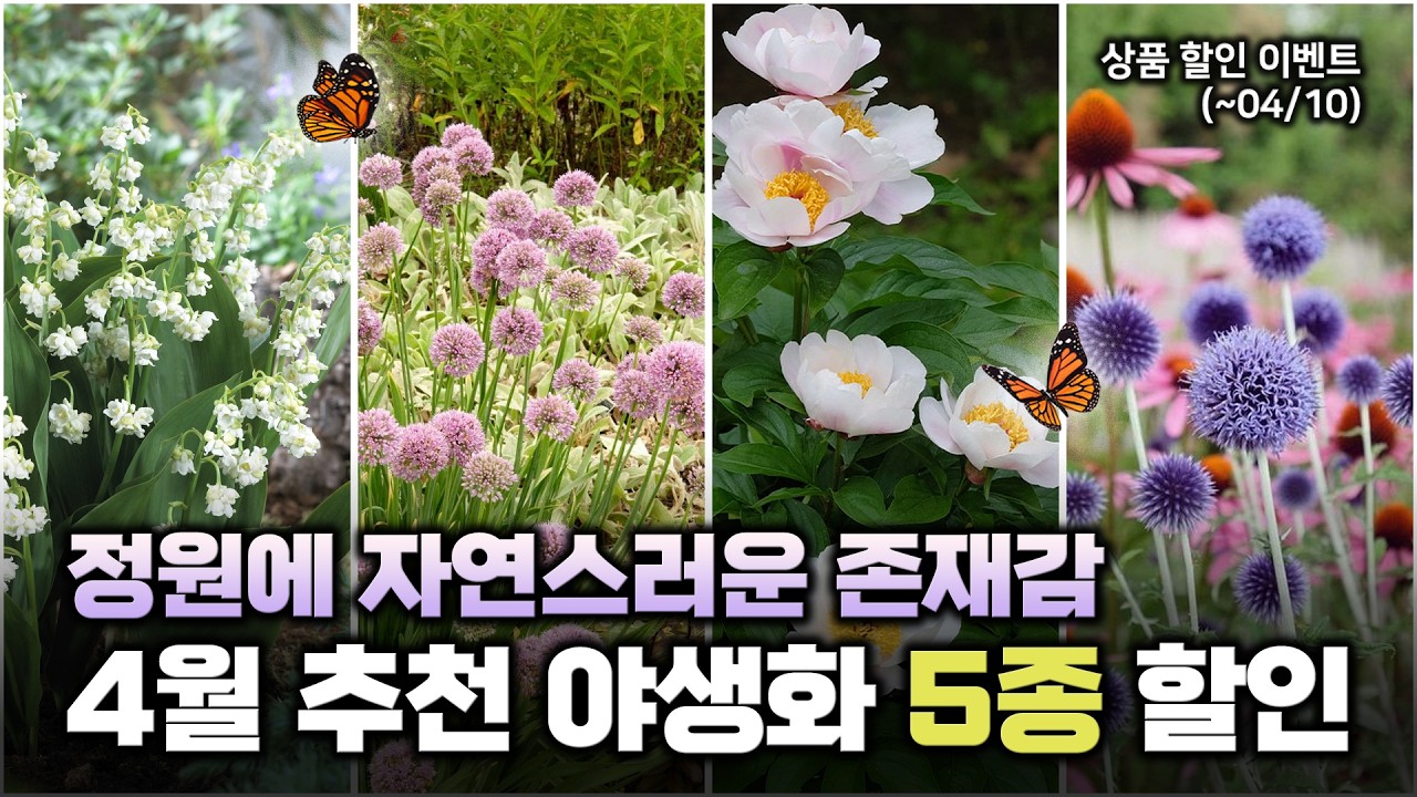 4월 추천 야생화 ☘️벚꽃이 만개한 봄 정원에 자연스러움을 더해보아요🌸 야생화 5종 소개 및 할인이벤트🎁