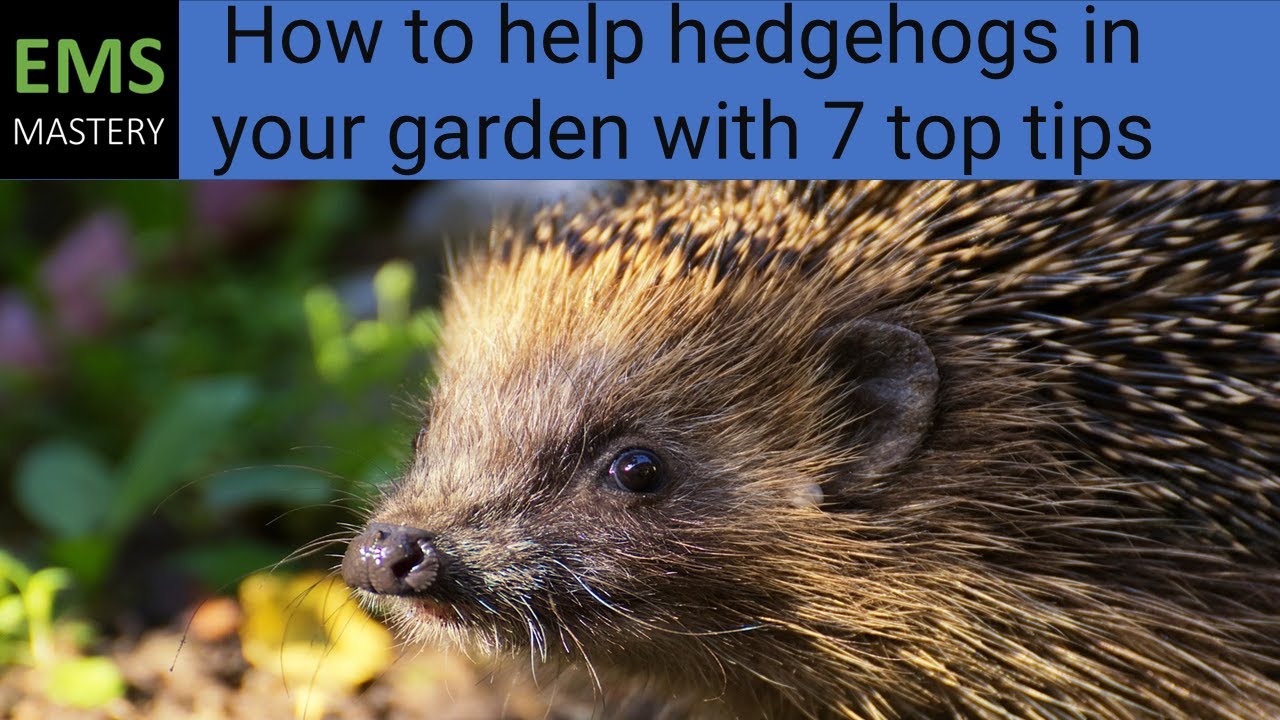 How to help hedgehogs in your garden with 7 top tips