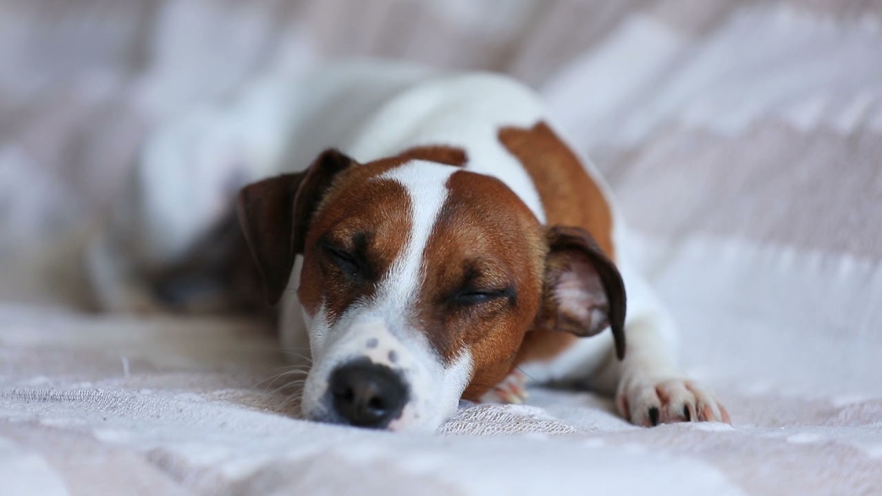No Copyright Video - Cachorro descansando na cama e olhando para a c&acirc;mera - V&iacute;deos Free