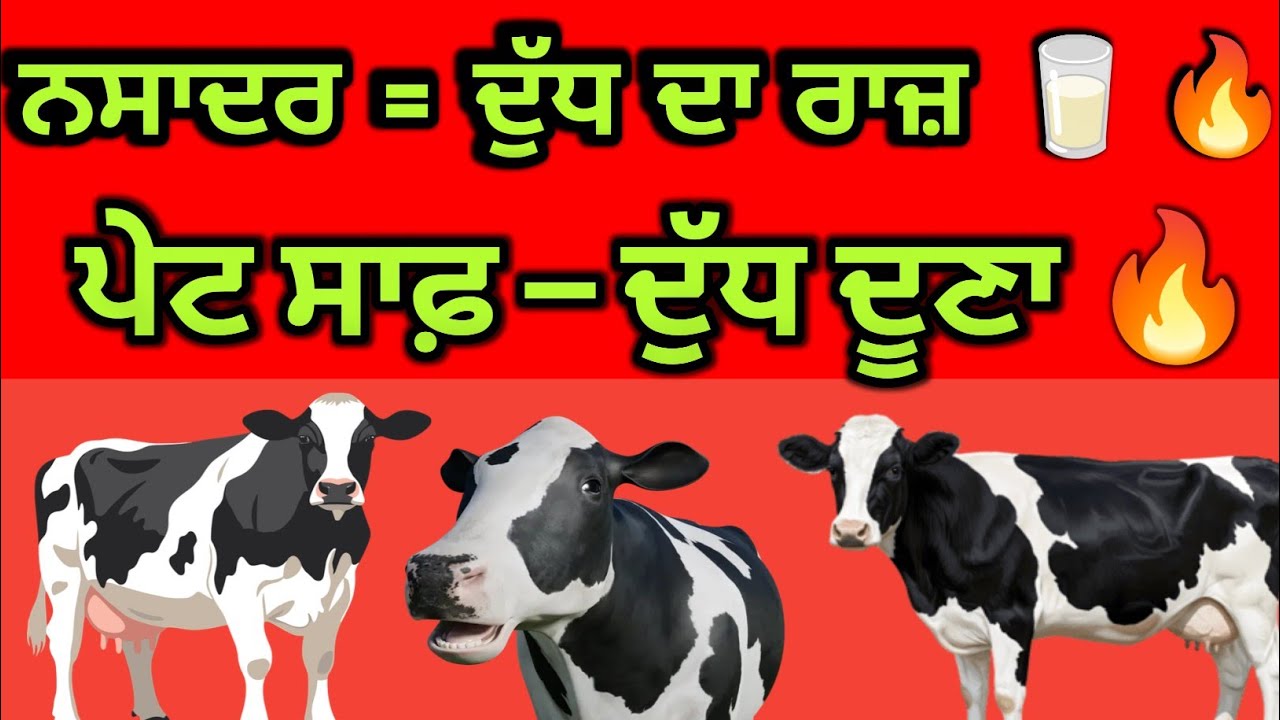 ਨਸਾਦਰ ਦੇ ਕਮਾਲ ਦੇ ਫਾਇਦੇ 🐄🐃 | ਗਾਂ ਮੱਝਾਂ ਦਾ ਦੁੱਧ ਵਧਾਉਣ ਦਾ ਦੇਸੀ ਤਰੀਕਾ | Dairy Farming Tips