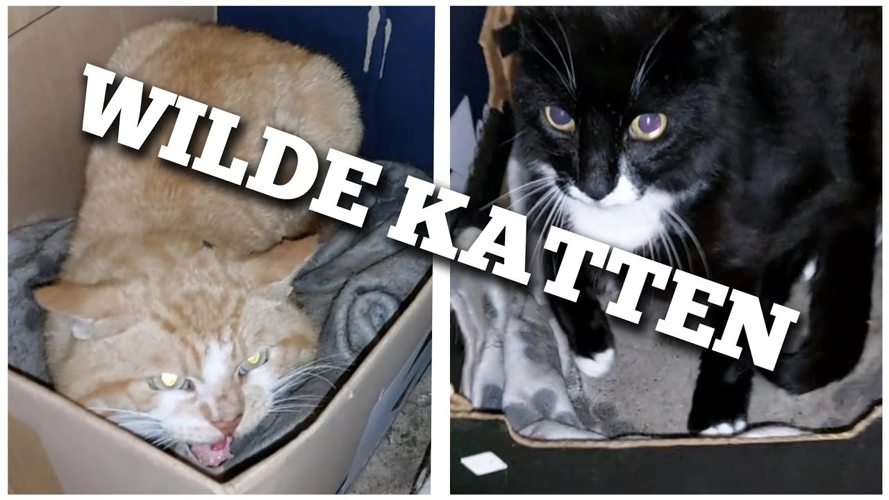 Wilde katten komen op onze boerderij