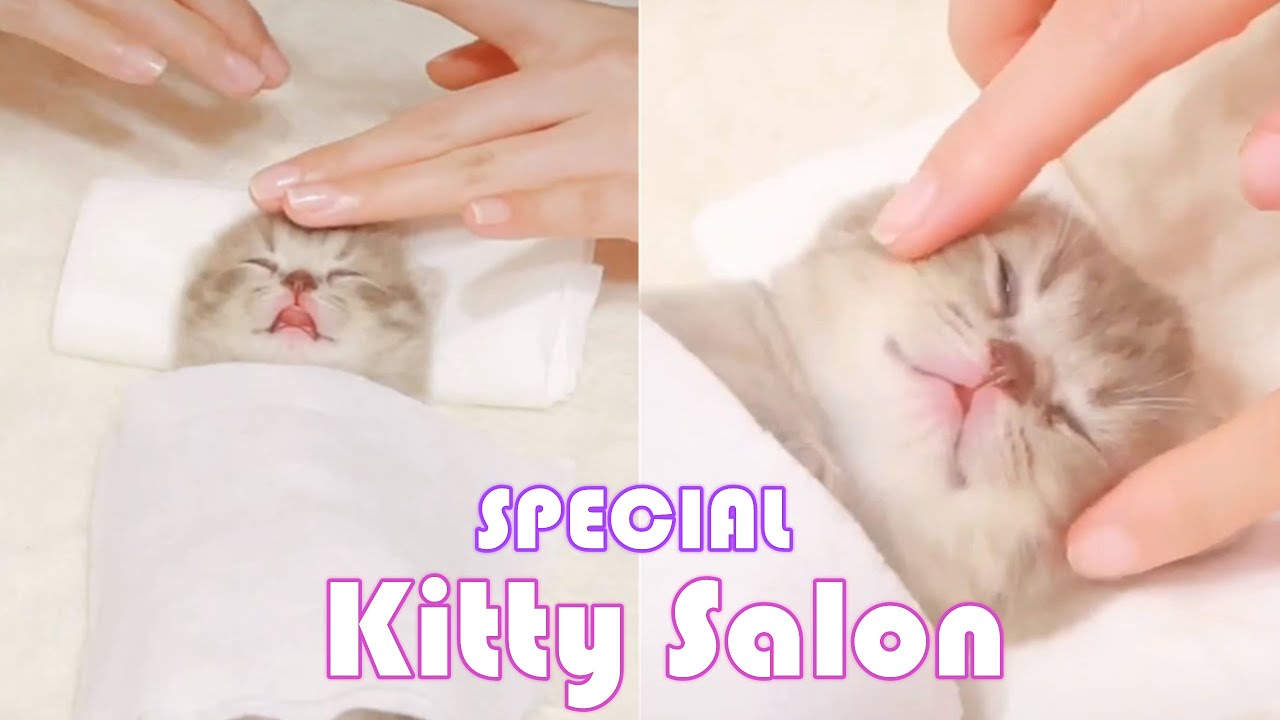 Kitty Salon Special 😴- Kitty ASMR 2: Super Cute Kitten Falling Asleep Baby Cat Having SPA Treatment