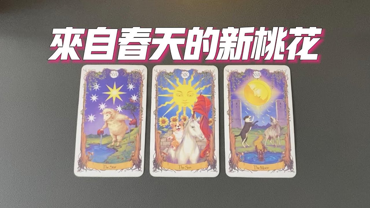 來自春天的新桃花，關於TA的全面訊息，質量如何？相處模式以及建議|曖昧|愛情|戀愛|桃花|塔羅占卜|