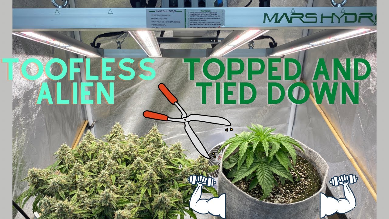 Growing Big Bud Autoflowers, Toofless Alien Topped, Training Begins, LED Power w/Mars Hydro FC-E3000