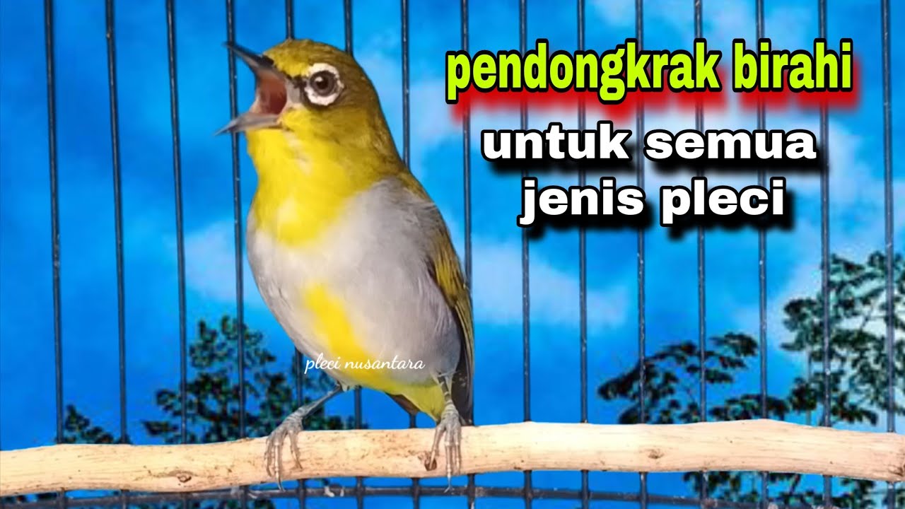Pleci Betina Birahi Memanggil Jantan || Call Pleci Betina Bustomi Gacor